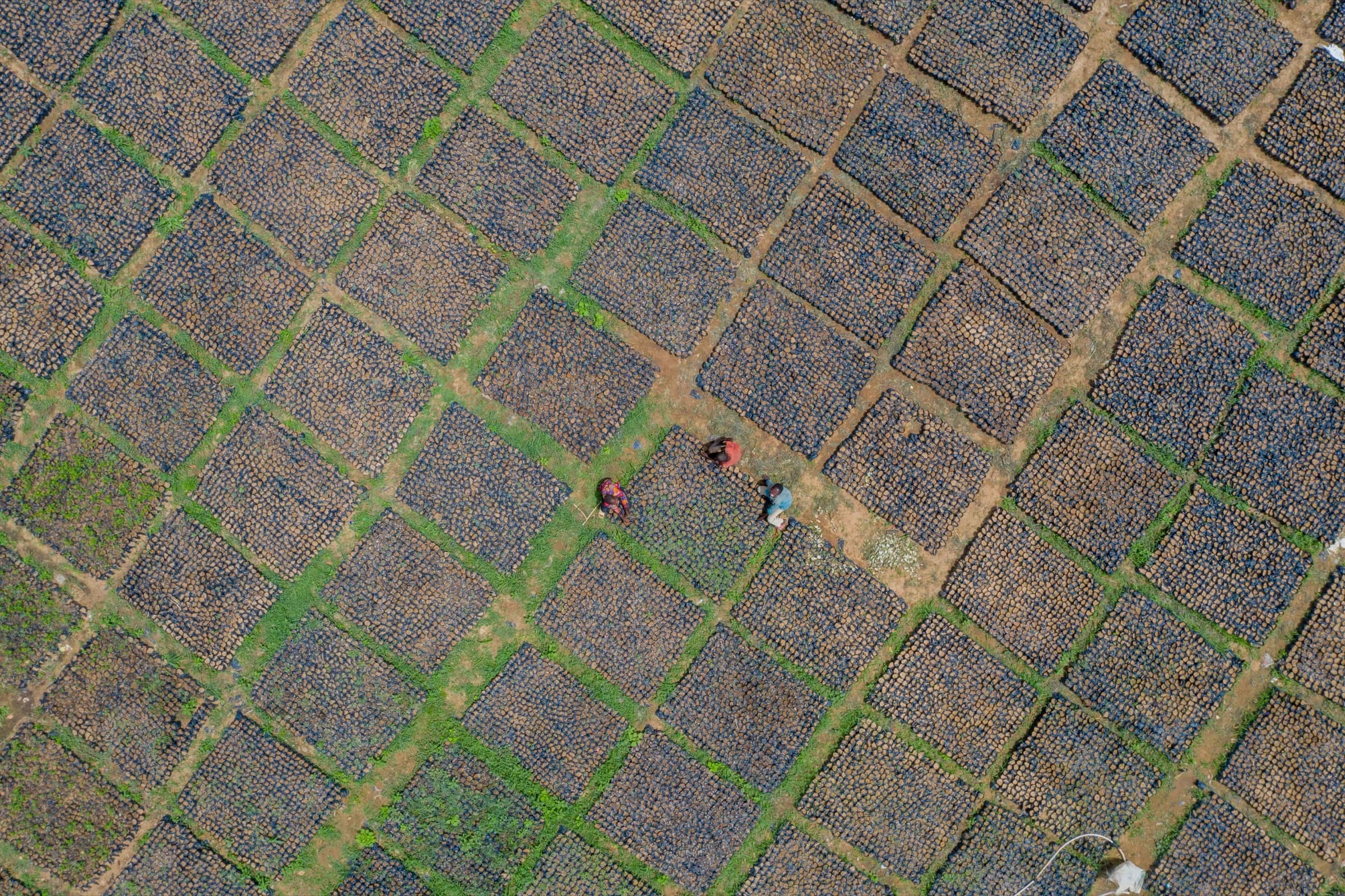 Aerial view of organized nursery propagation beds