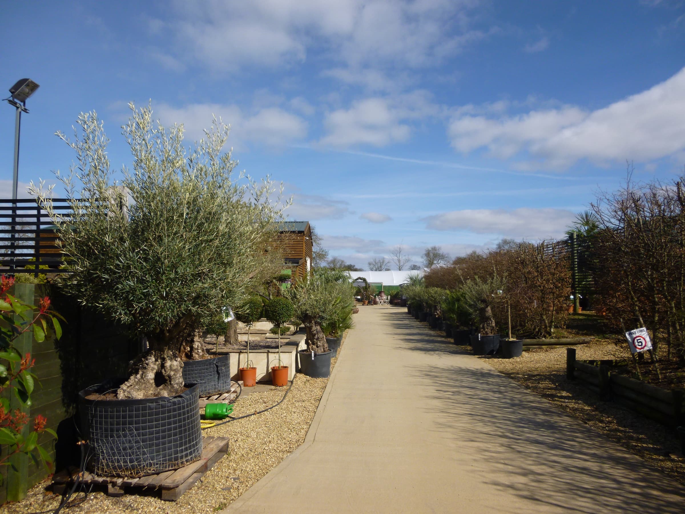 Mature olive trees displayed at a plant nursery