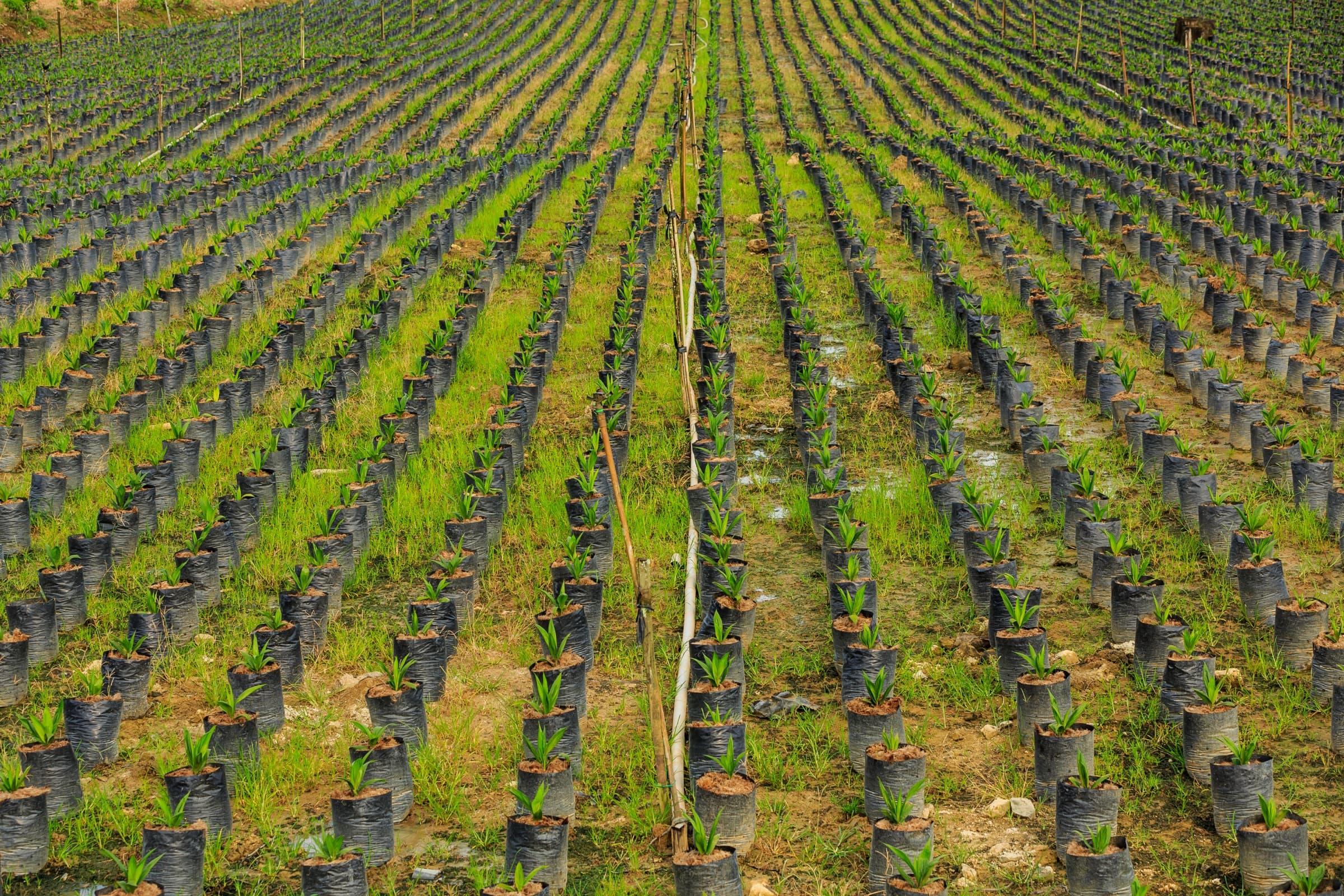 Long organized rows of young palms in nursery bags
