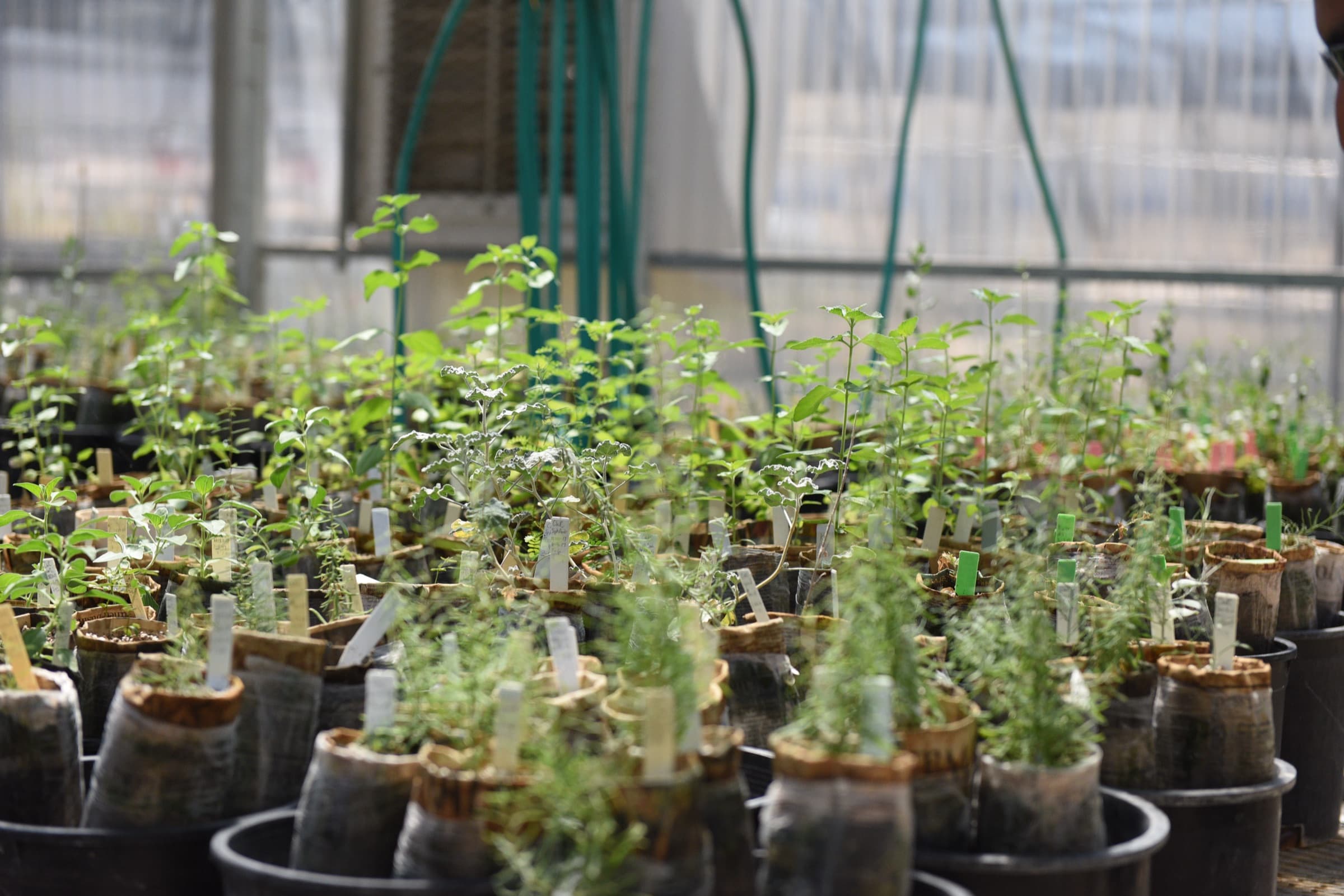 Young plants under propagation in a greenhouse