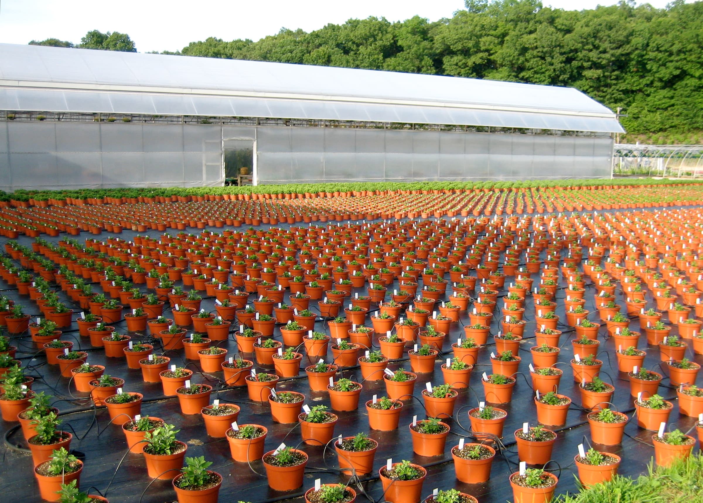 Rows of flowering plants arranged outside a greenhouse